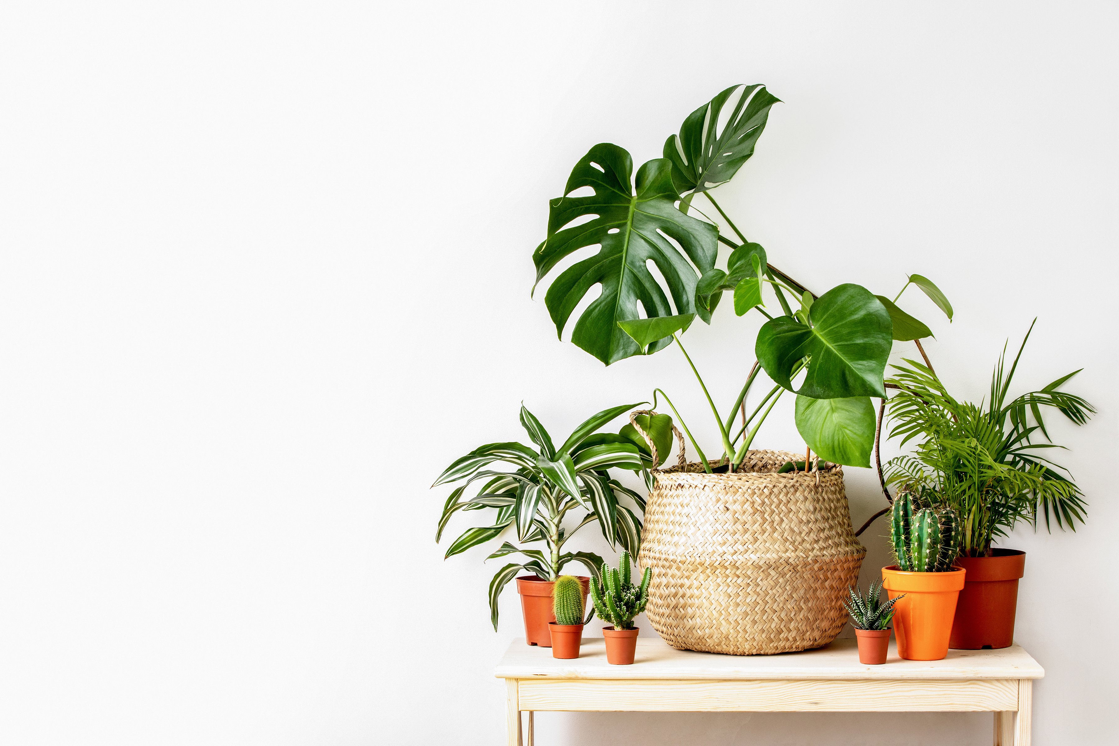 Apartment Plants for Everyone!